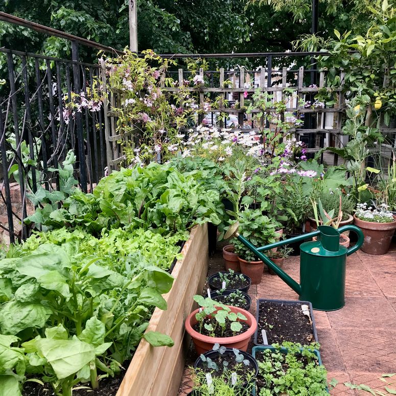 Image may contain: Garden, Outdoors, and Gardening