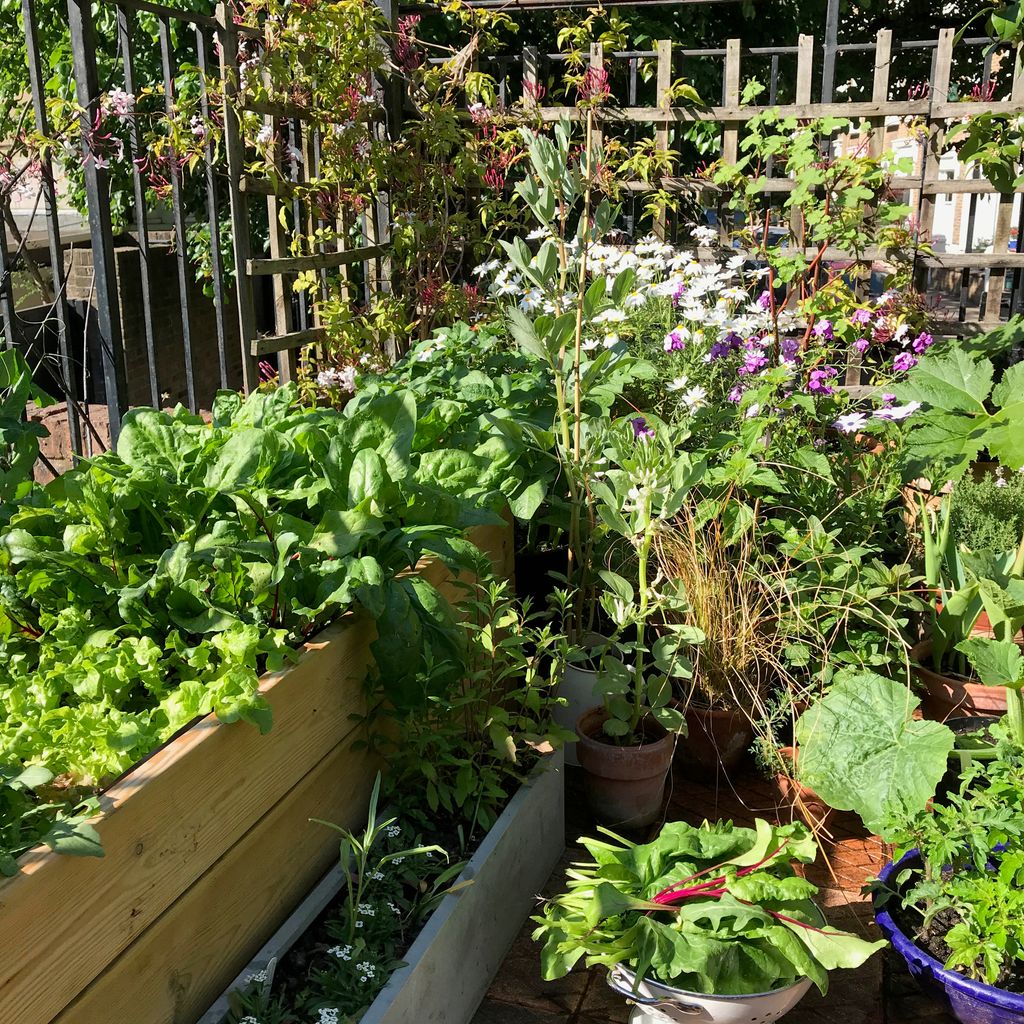 Image may contain Vase Plant Pottery Potted Plant Jar Outdoors Garden Planter Herbs Arbour Yard and Nature