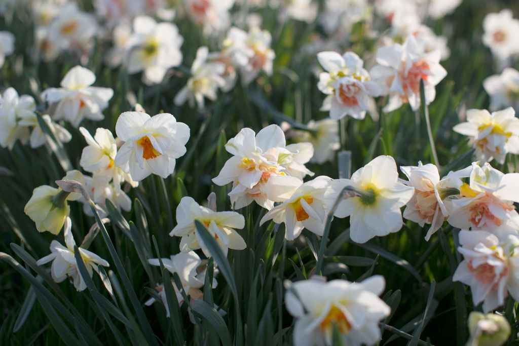 Image may contain Plant Flower Blossom and Daffodil