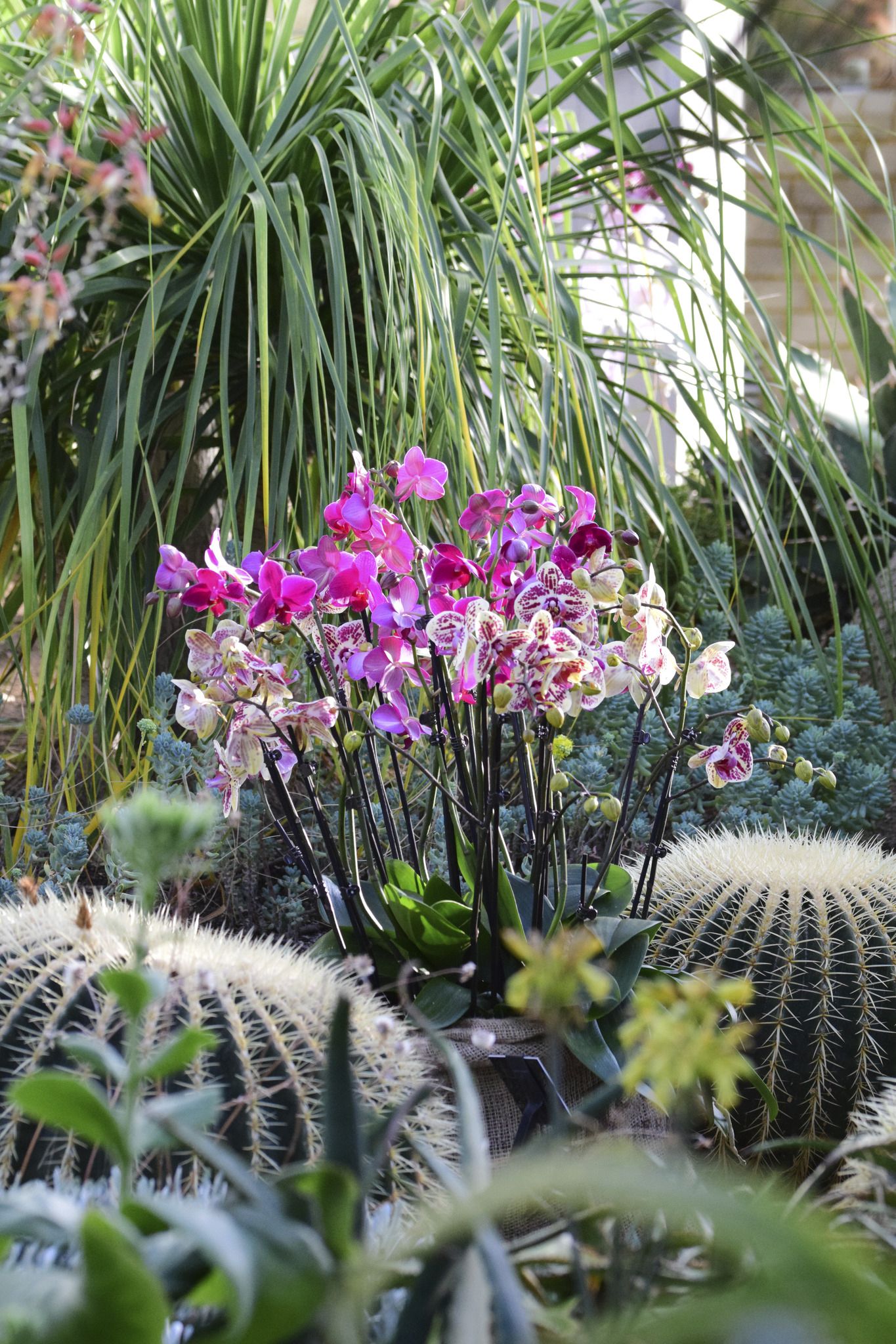 Image may contain Plant Animal Tiger Wildlife Mammal Cactus Flower and Blossom