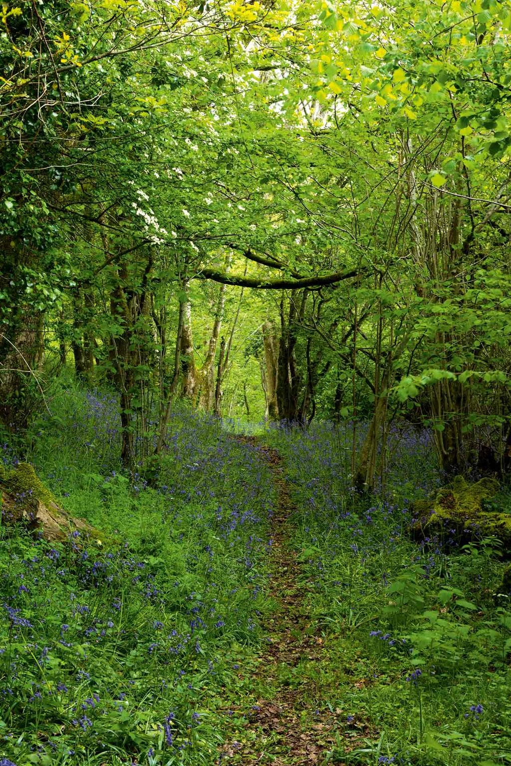 Woodland  Prince Charles' Welsh Home | Real Homes