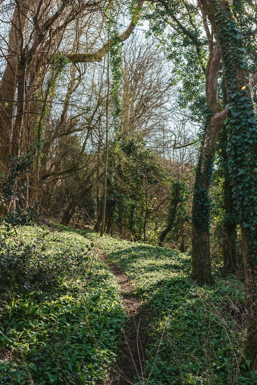 Image may contain Plant Tree Tree Trunk Ground and Vegetation