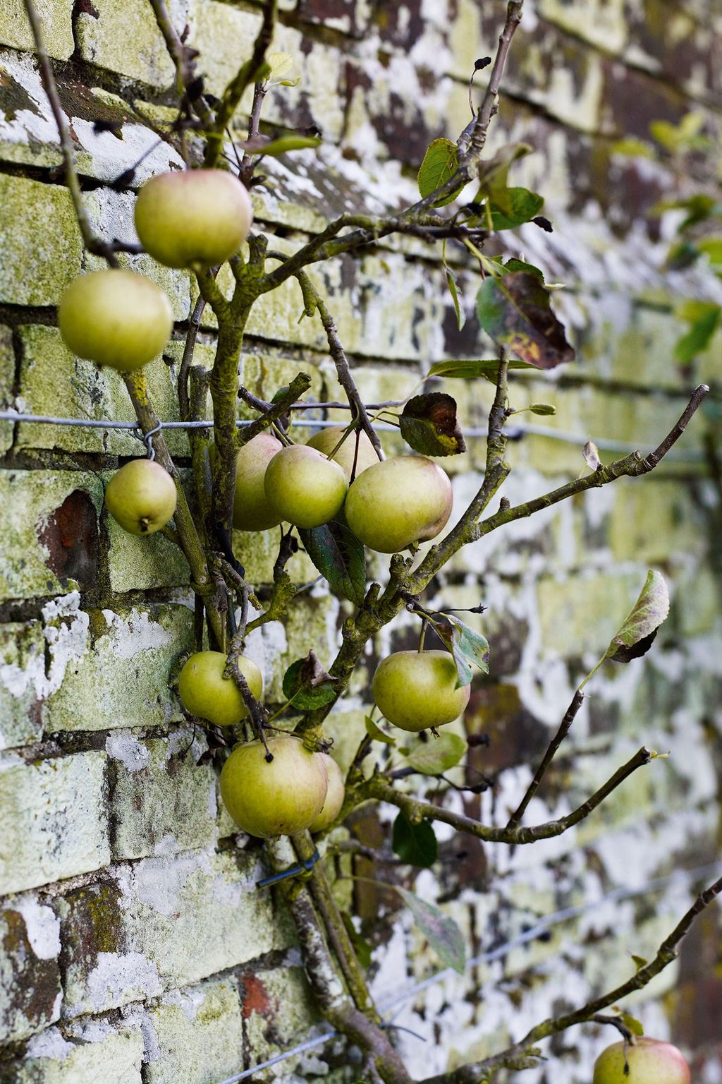 Ashmead's Kernel | Tom Hoblyn's Garden