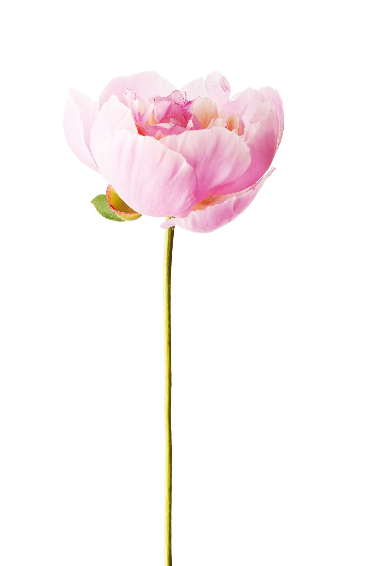 Image may contain Plant Petal Flower Blossom and Peony