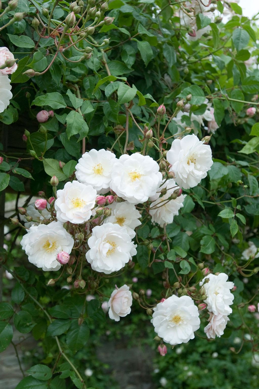 Image may contain Plant Flower Blossom Geranium Rose and Peony
