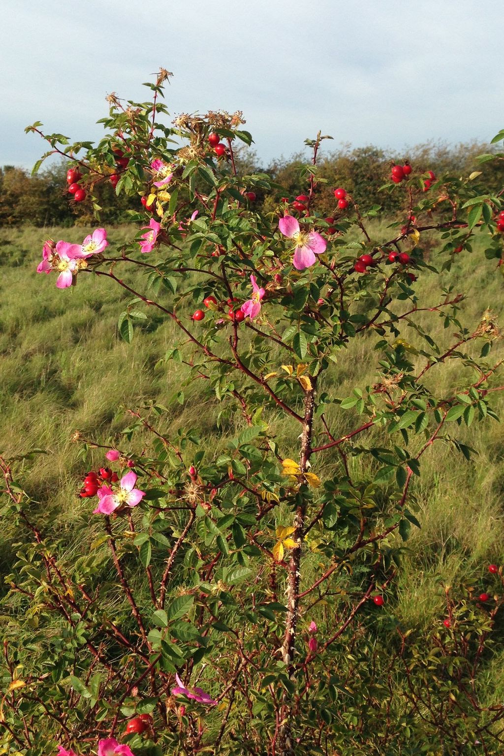 Image may contain Plant Flower Blossom Geranium and Acanthaceae