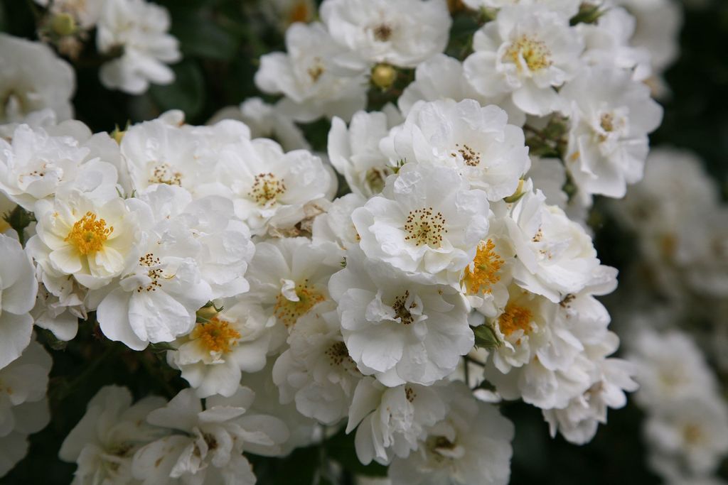 Image may contain Plant Flower Blossom Geranium Pollen and Petal