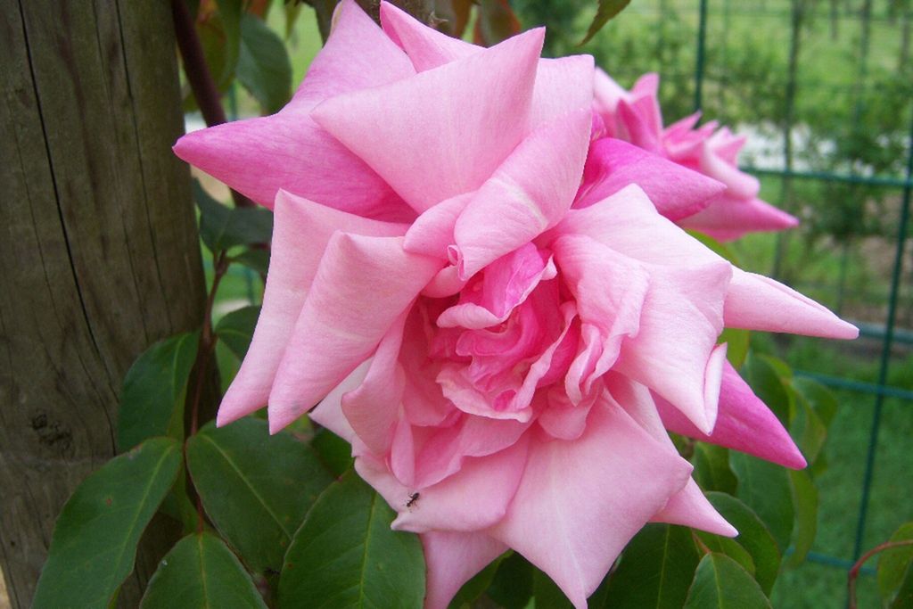 Image may contain Plant Rose Flower Blossom and Geranium