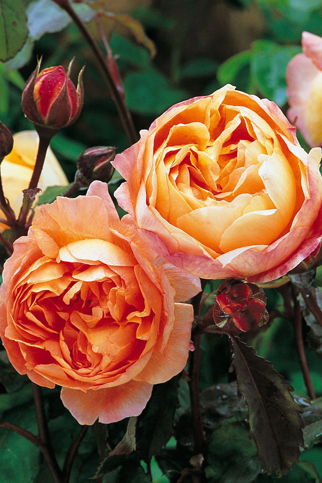 Image may contain Rose Flower Plant Blossom and Geranium