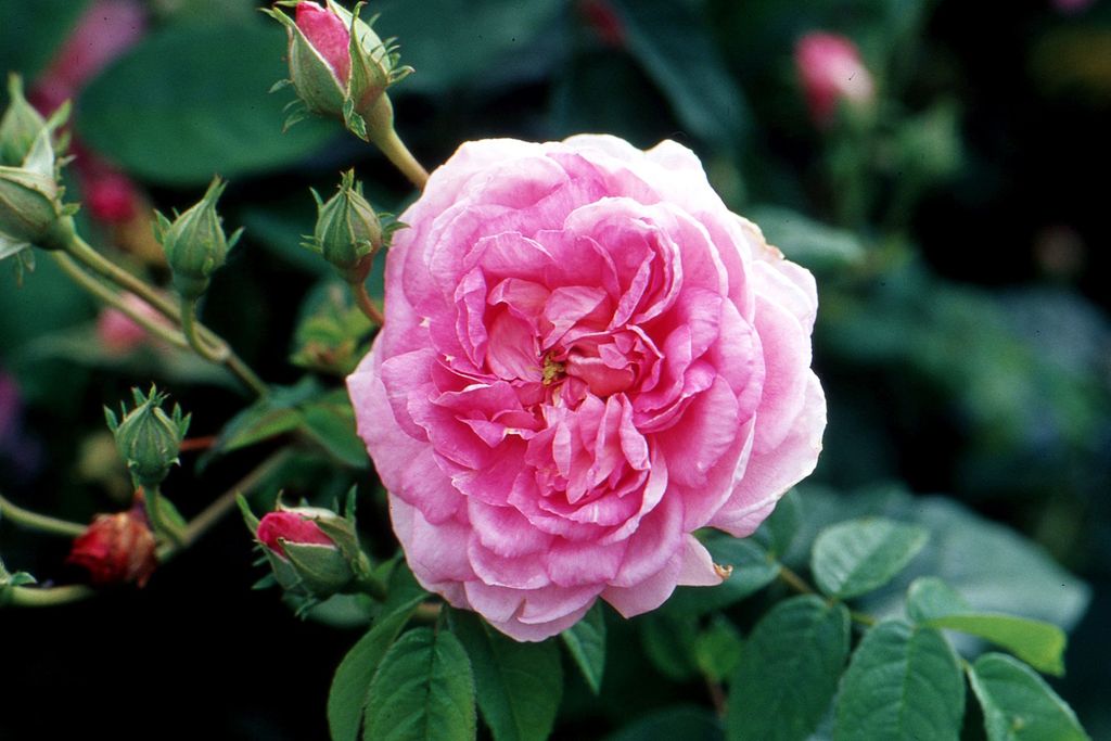 Image may contain Rose Flower Plant Blossom Geranium and Peony