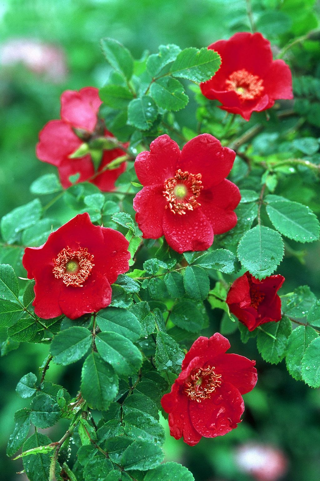 Image may contain Flower Plant Geranium Blossom Pollen Petal and Rose