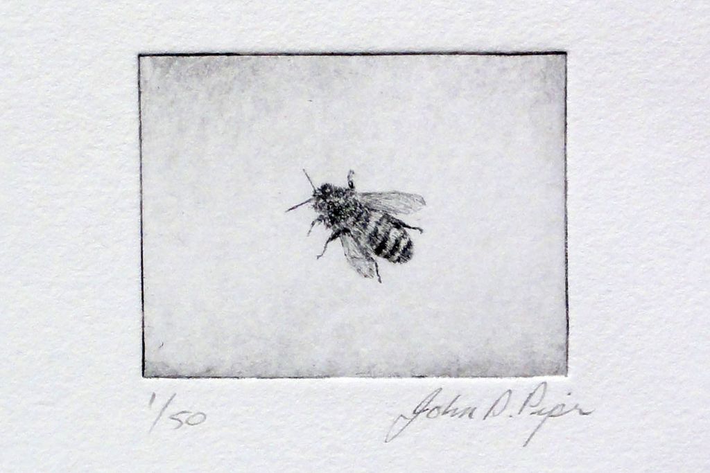 Image may contain Animal Invertebrate Insect Andrena Bee Wasp and Hornet