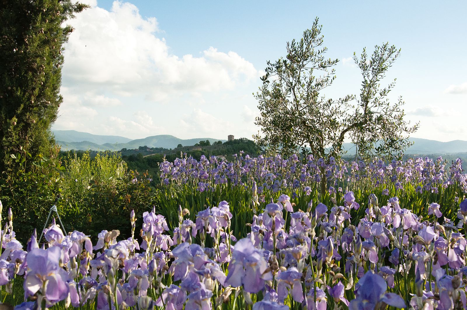 Image may contain Flower Plant Iris and Blossom