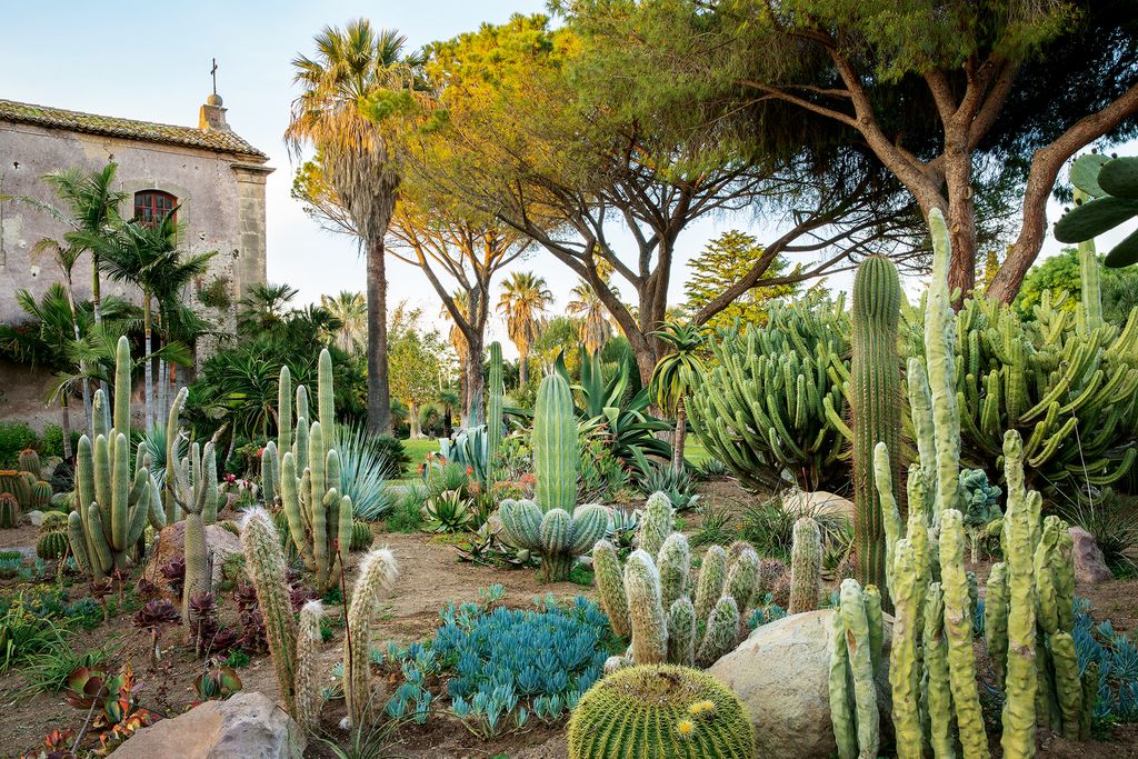 Image may contain Plant and Cactus