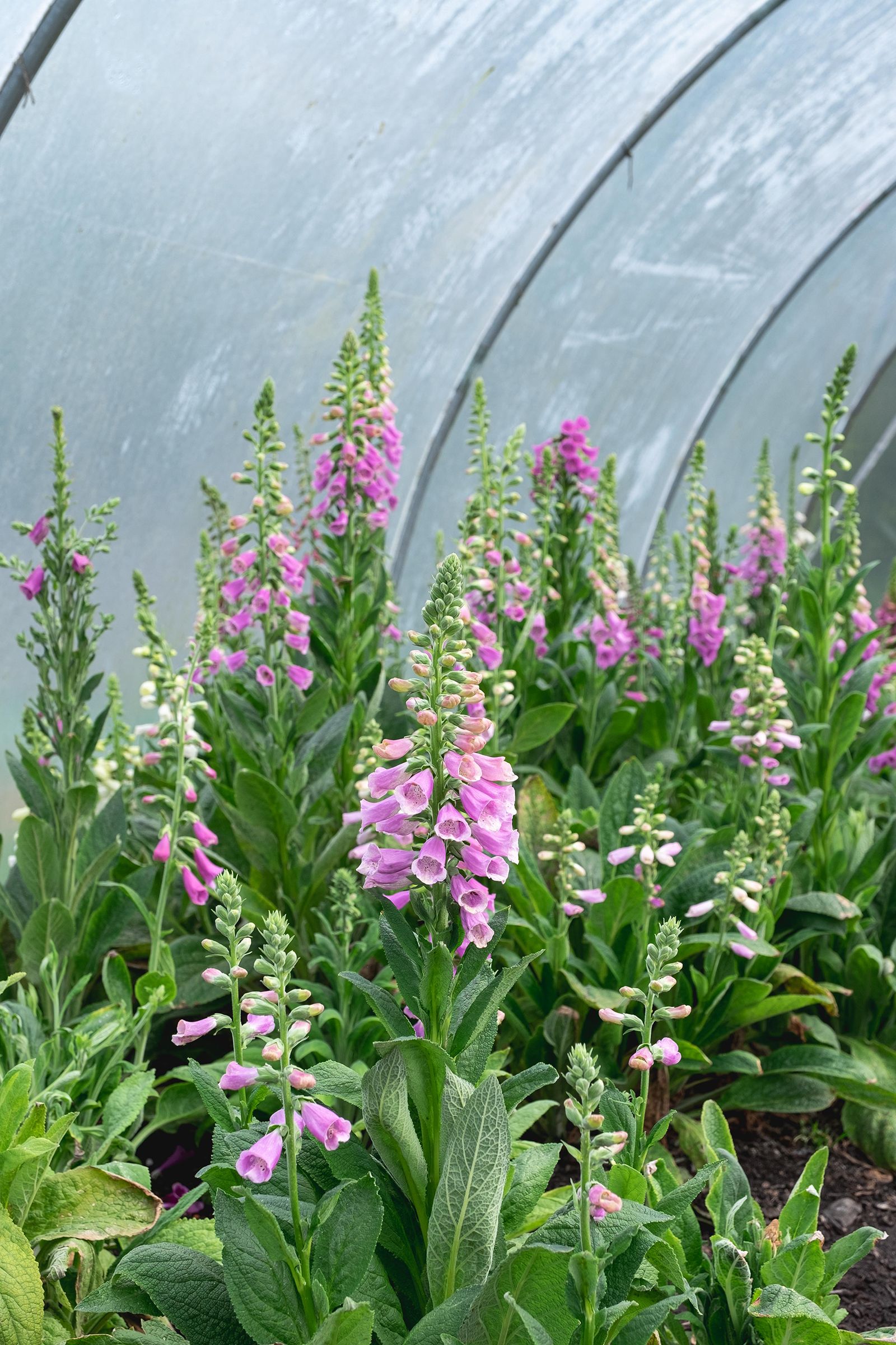 Image may contain Plant Flower and Blossom