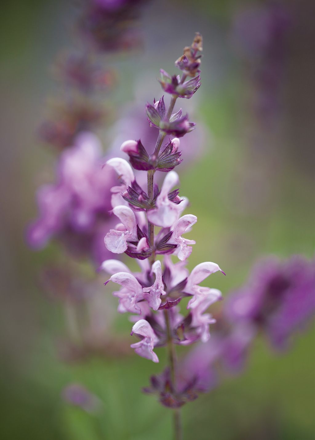 Image may contain Plant Flower Blossom Lupin Purple and Lavender
