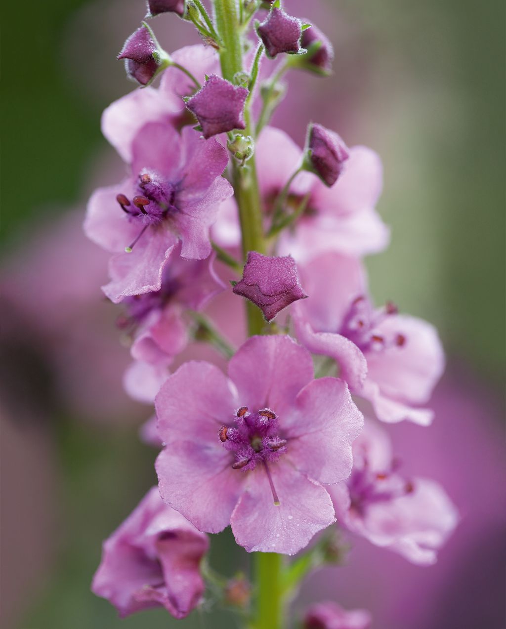 Verbascum ‘southern charm This lovely verbascum has elegant flower spikes in pastel shades of antique pink buttermilk...