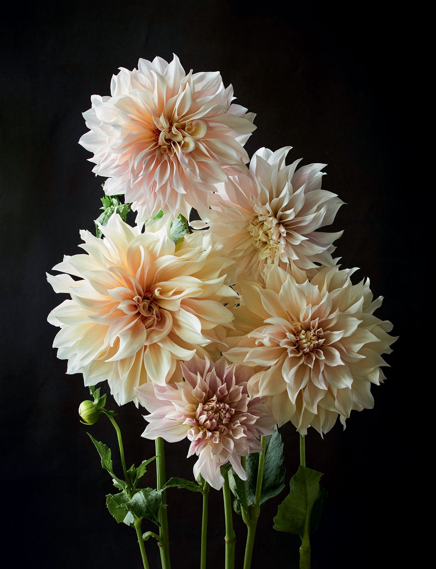 Image may contain Flower Plant Dahlia and Blossom
