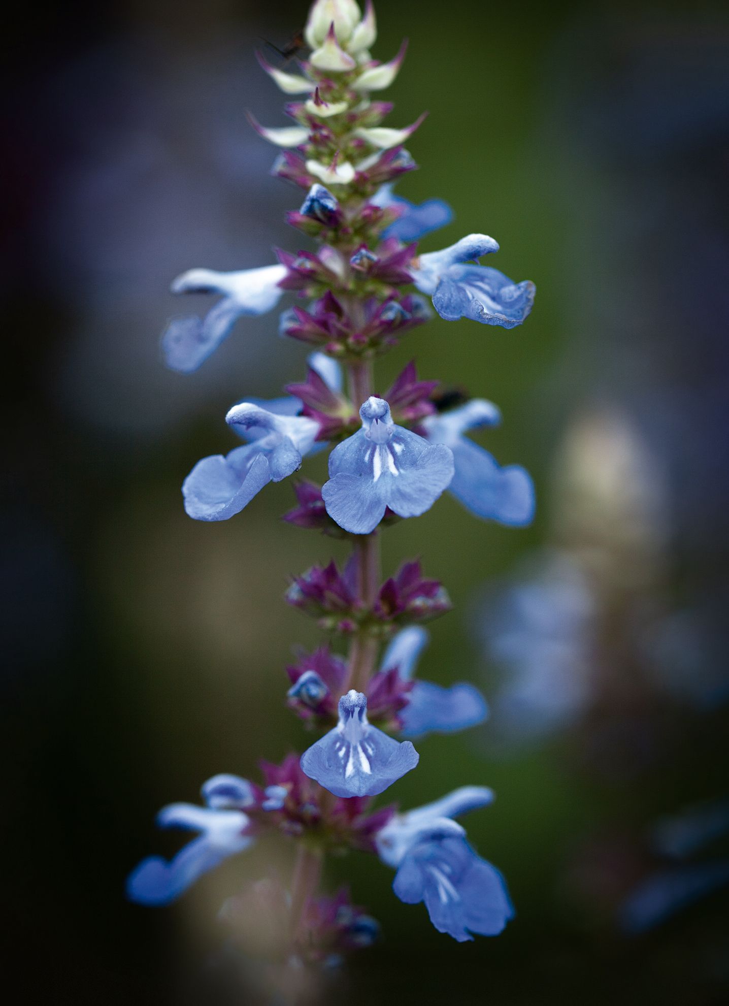 Image may contain Plant Flower Blossom Iris Lupin and Acanthaceae