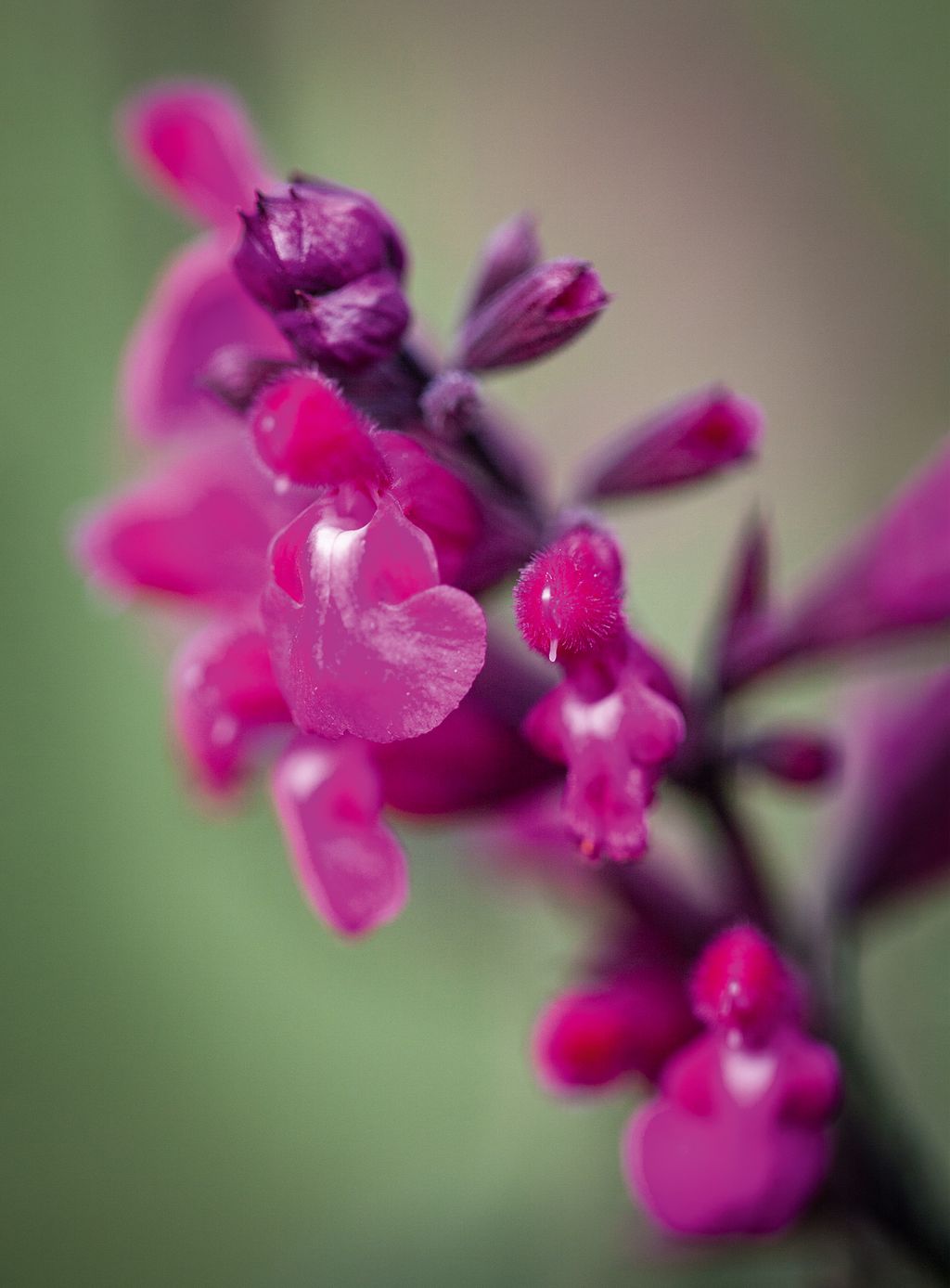 Image may contain Plant Flower Blossom and Geranium