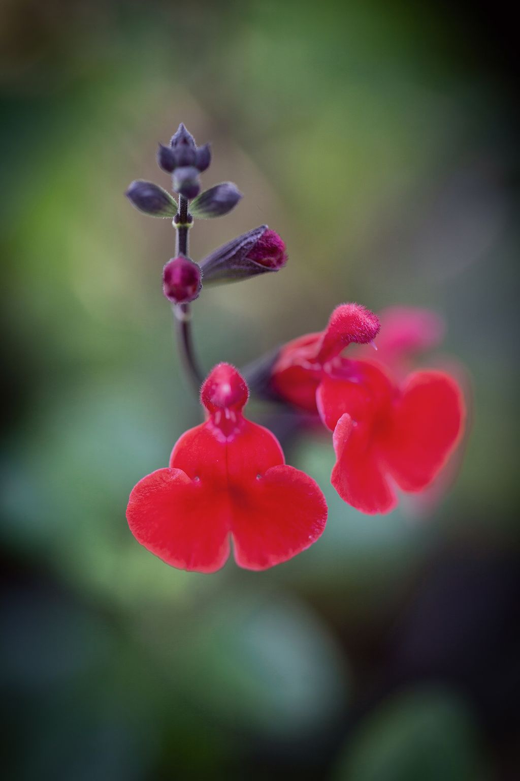 Image may contain Plant Flower Geranium Blossom and Petal