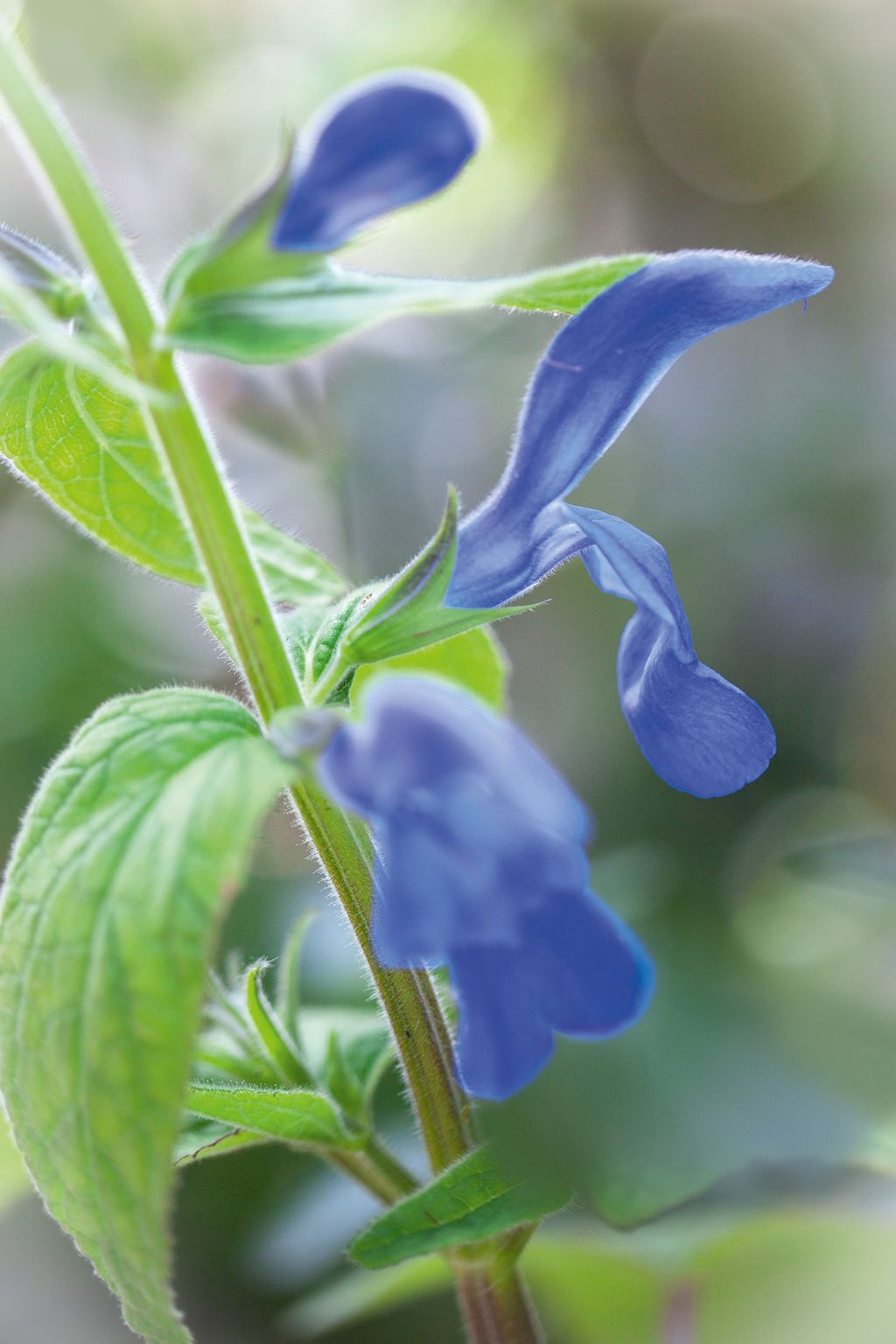 Image may contain Plant Flower Iris Blossom and Geranium