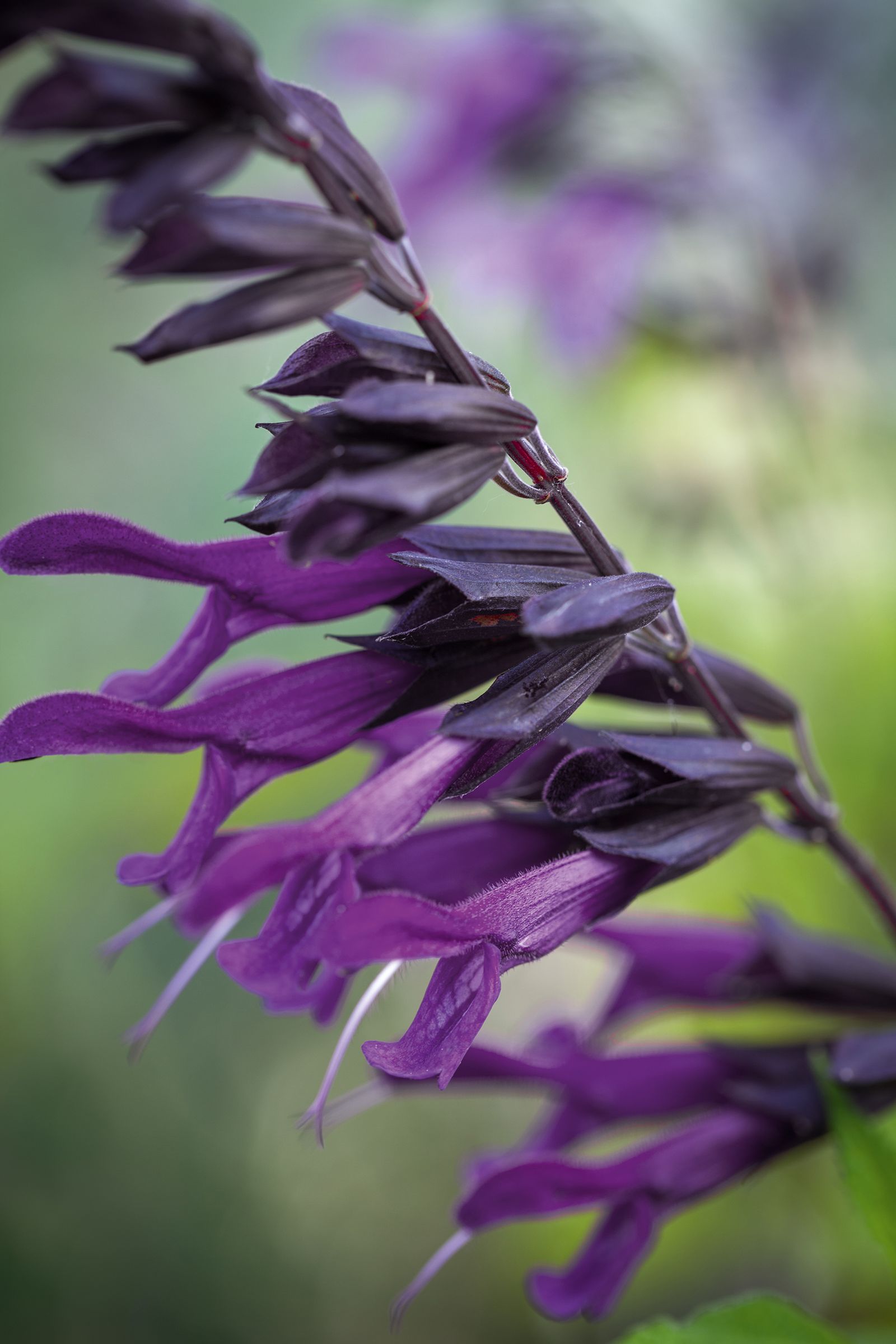 Popular new variety S. ‘Amistad.