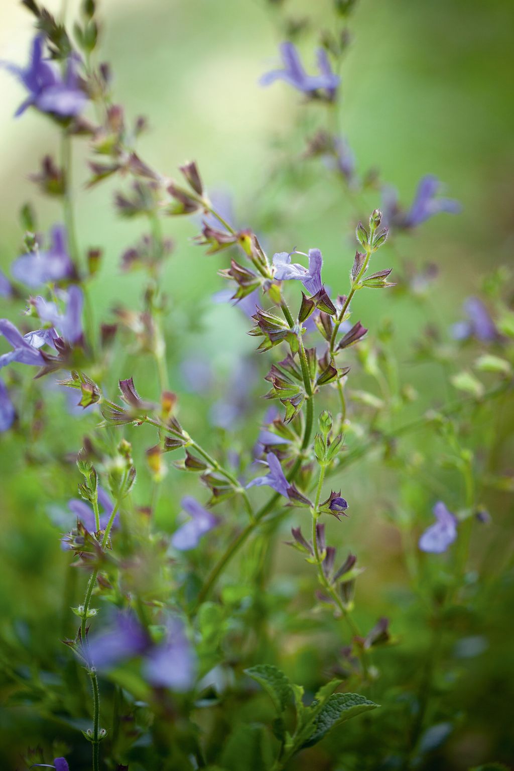 Image may contain Plant Flower Blossom and Iris