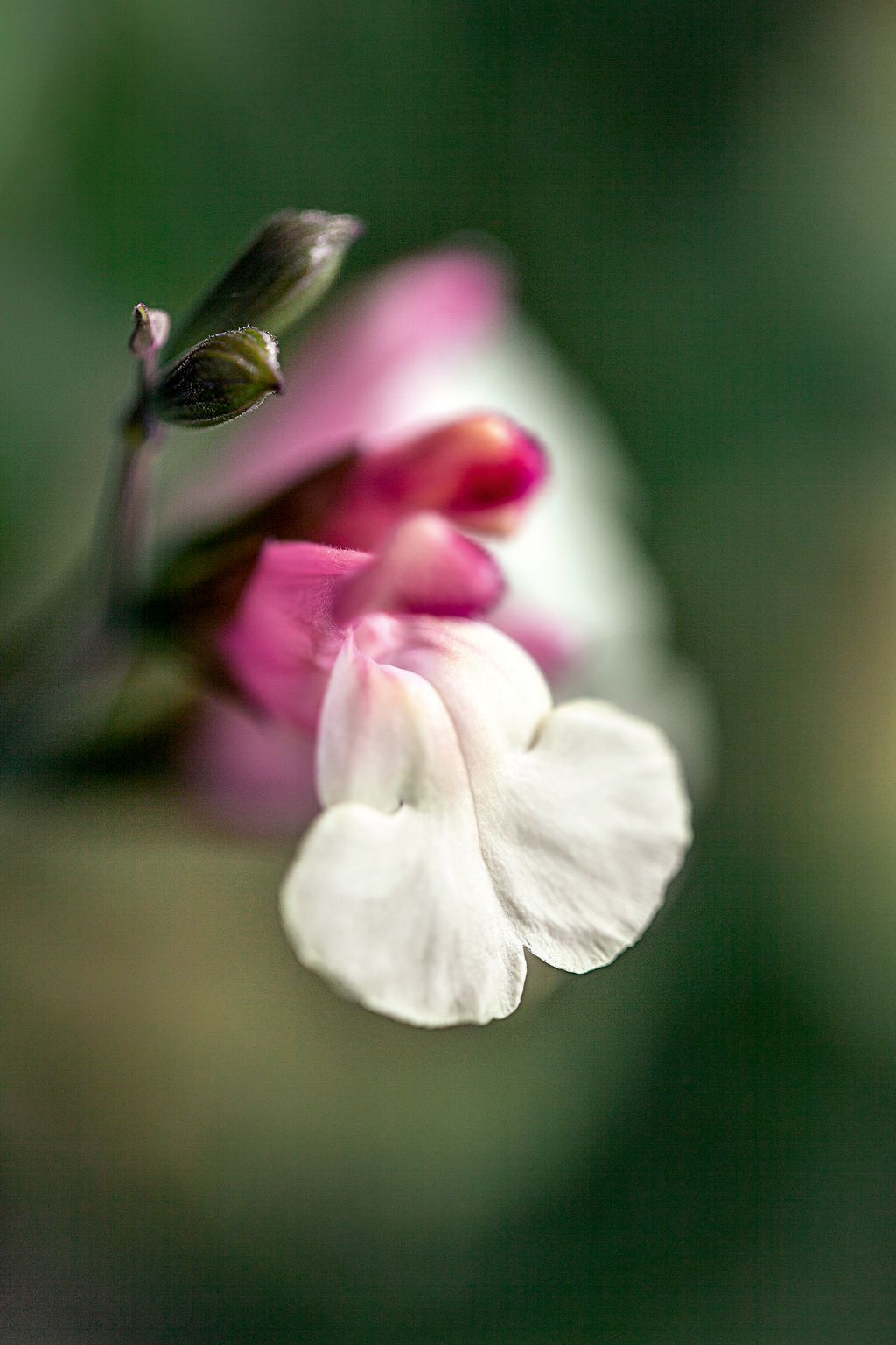 Image may contain Plant Flower Geranium Blossom Animal Invertebrate Bee Honey Bee Insect Petal Bud and Sprout