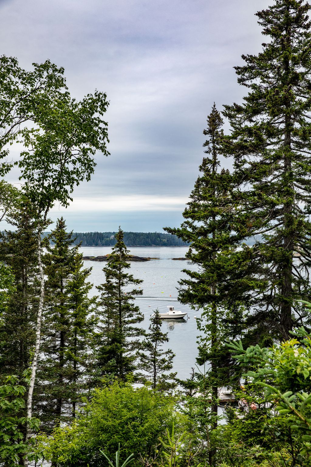 Image may contain Plant Tree Fir Abies Conifer Vehicle Transportation Boat and Pine