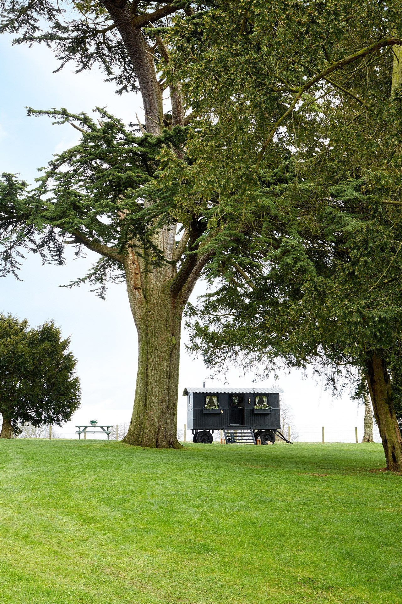 Image may contain Plant Grass Tree Tree Trunk and Lawn