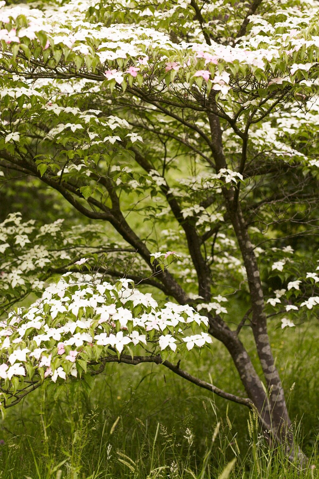 Flowering Trees The Garden of Designer Arabella LennoxBoyd | Designers' Gardens