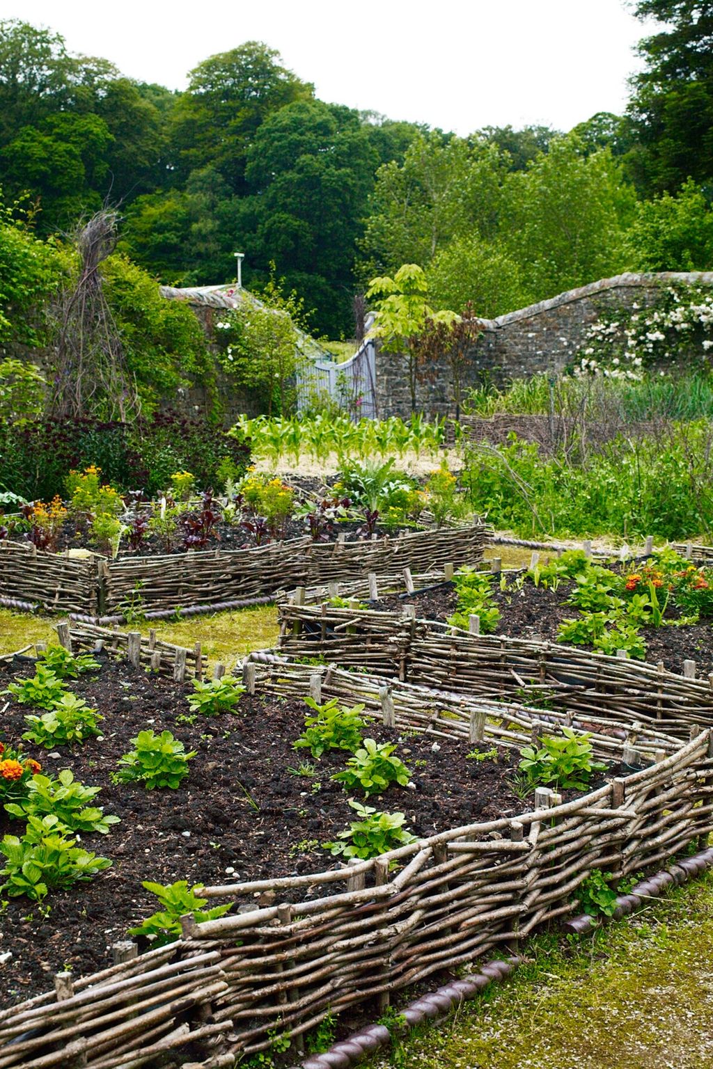 Planting Area The Garden of Designer Arabella LennoxBoyd | Designers' Gardens