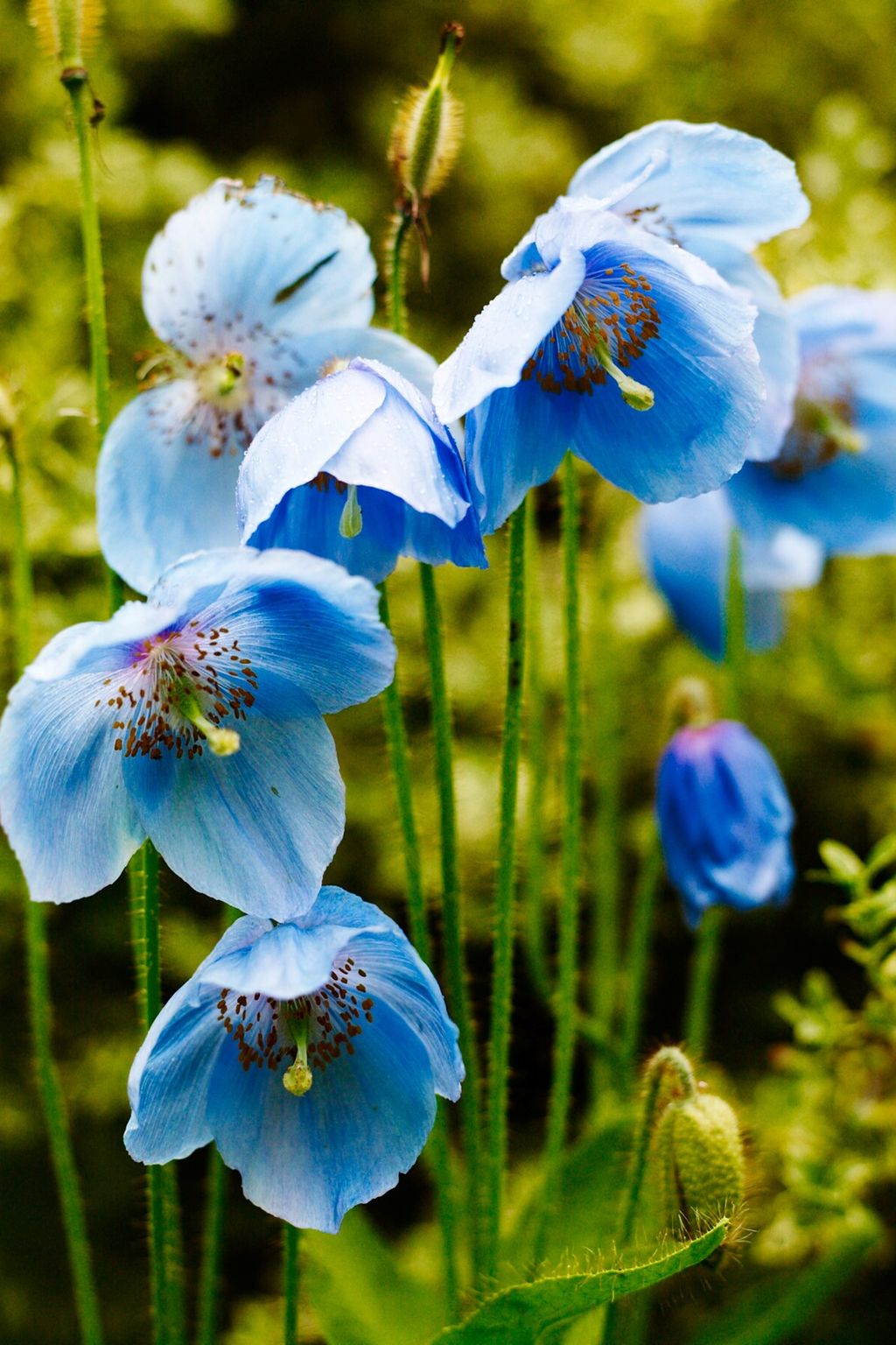 Meconopsis The Garden of Designer Arabella LennoxBoyd | Designers' Gardens