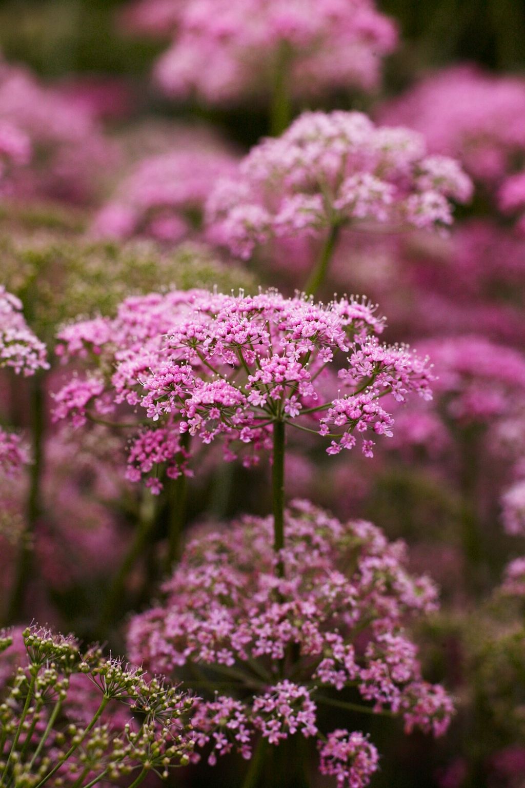Roseum The Garden of Designer Arabella LennoxBoyd | Designers' Gardens