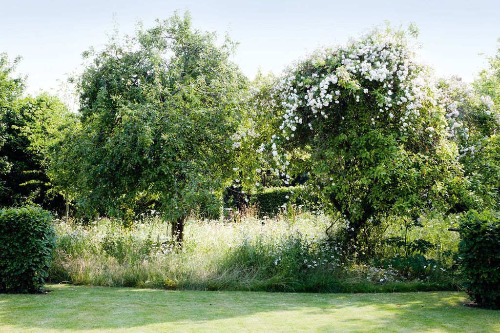 Image may contain Grass Plant Bush Vegetation Outdoors Tree Nature Forest Land Woodland Yard Grove and Field