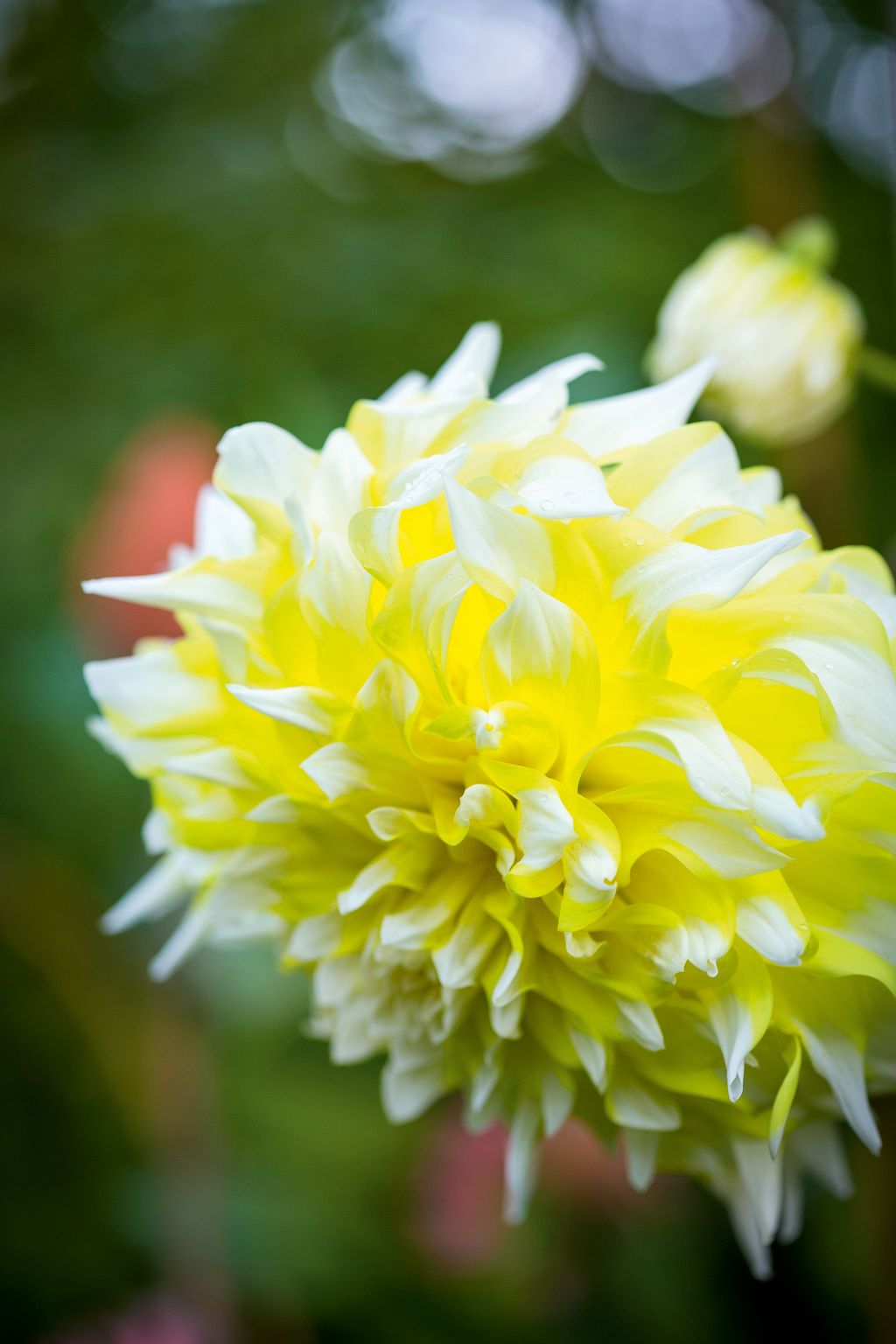 Dahlia ‘Grand Prix.