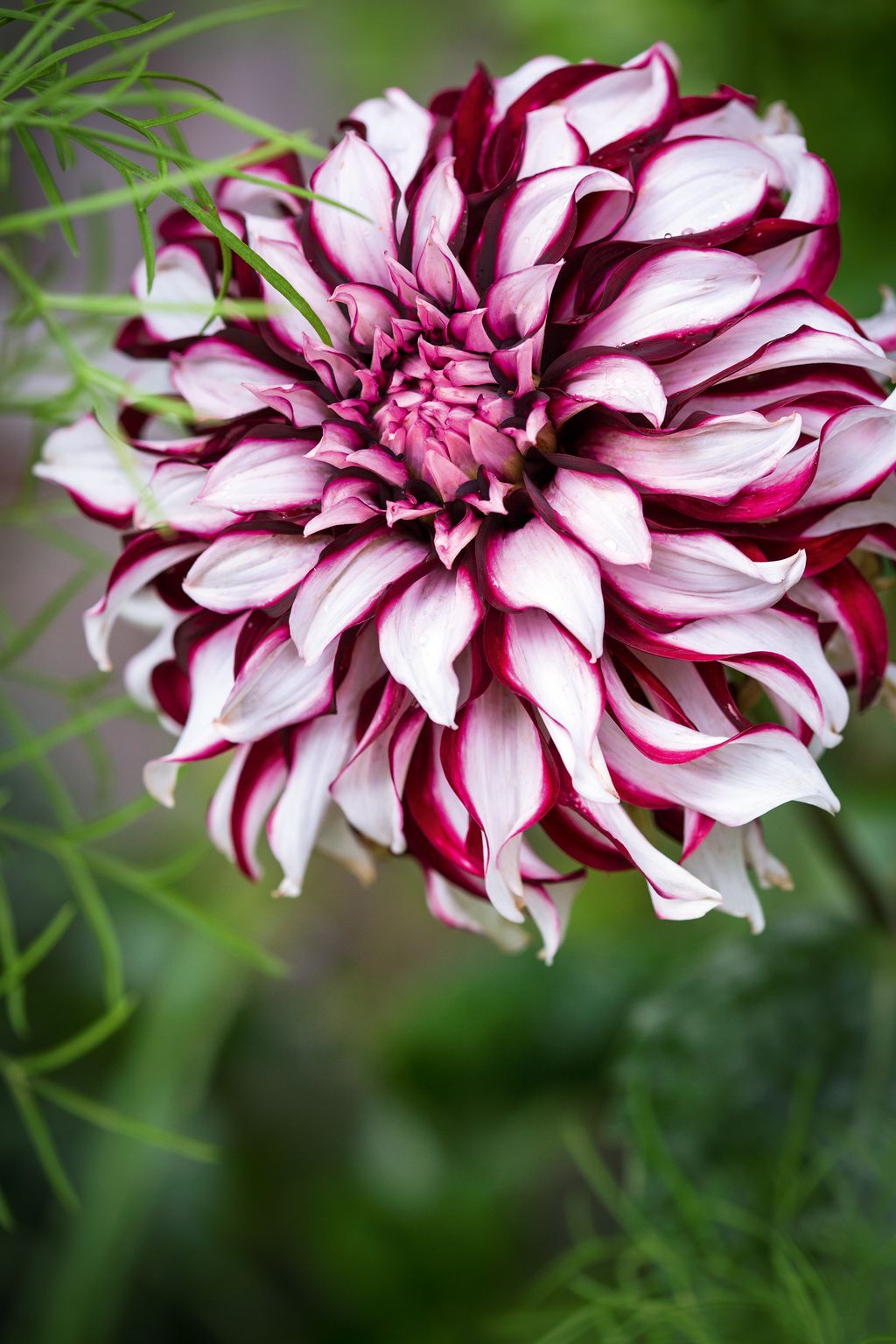 Image may contain Flower Plant Dahlia and Blossom