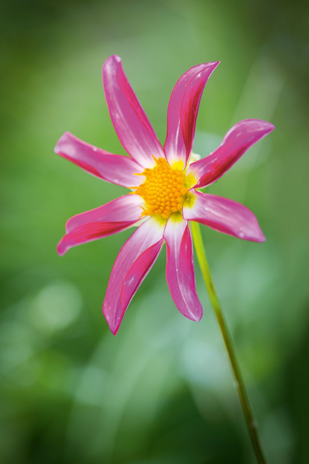 Dahlia ‘Honka Pink.