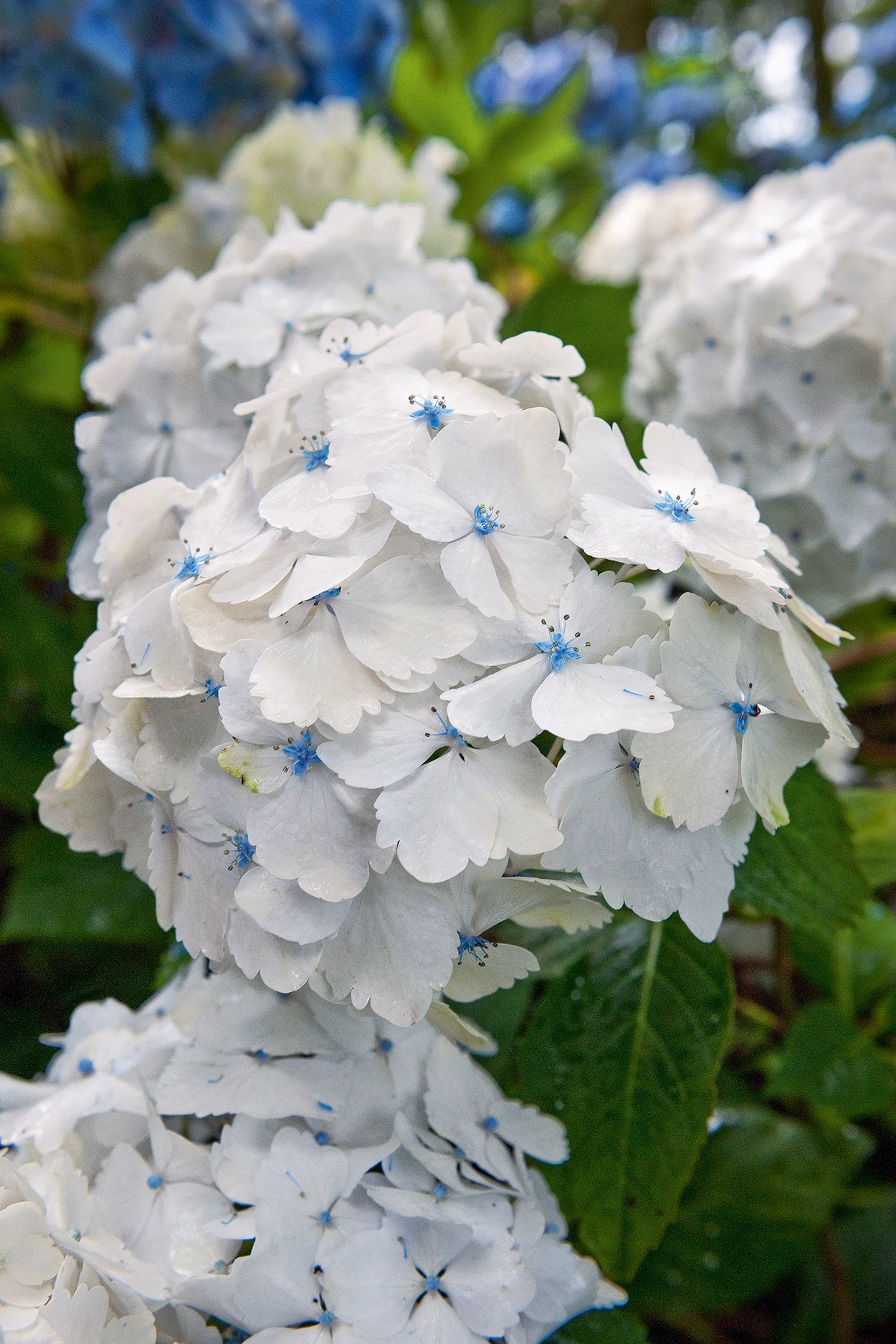 Hydrangeas