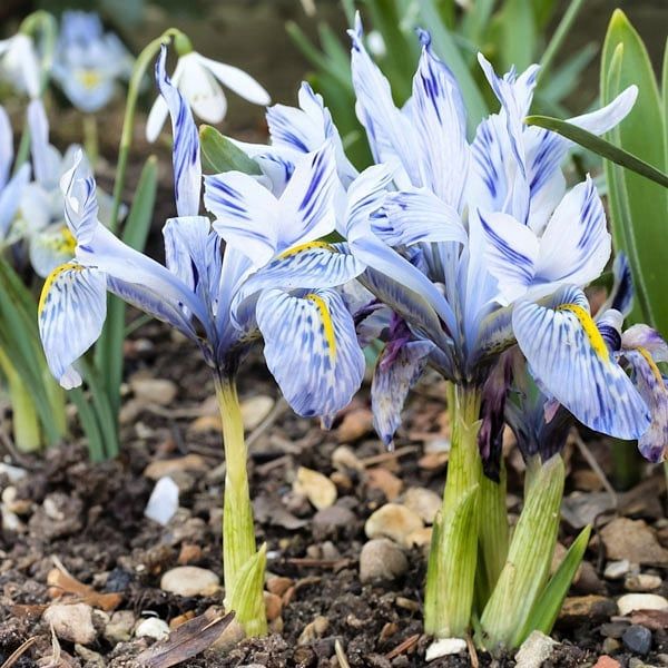 Image may contain Flower Plant Iris and Blossom