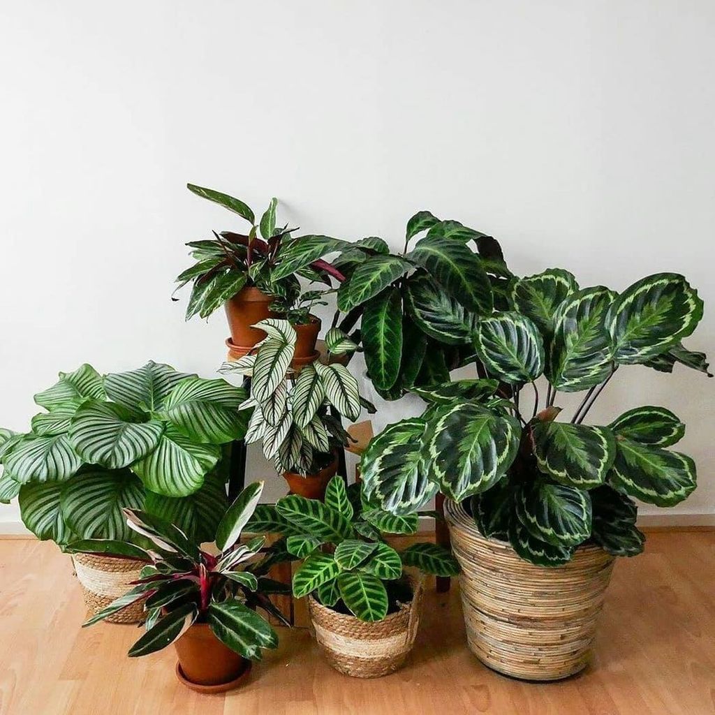 Image may contain Plant Pottery Vase Potted Plant Jar Leaf and Planter