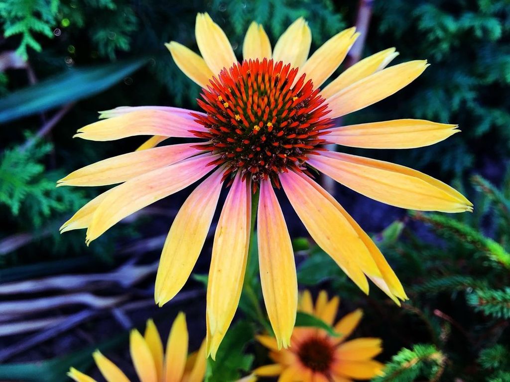 Each month Gardeners Box will send you the best picks to sow that month including flowers fruits and vegetables along...