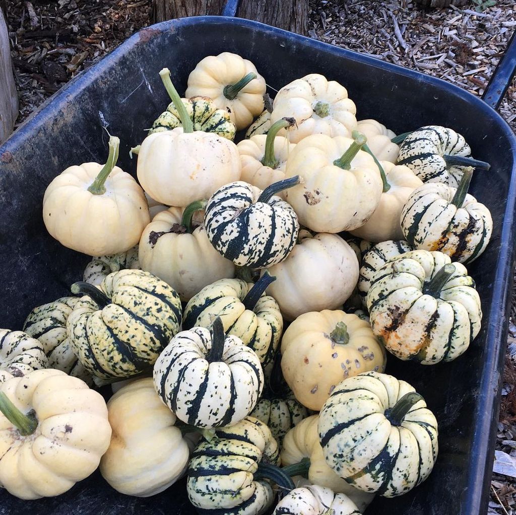 Not so much a monthly subscription service as a onestop shop for your spring planting Rocket Gardens in Cornwall focuses...