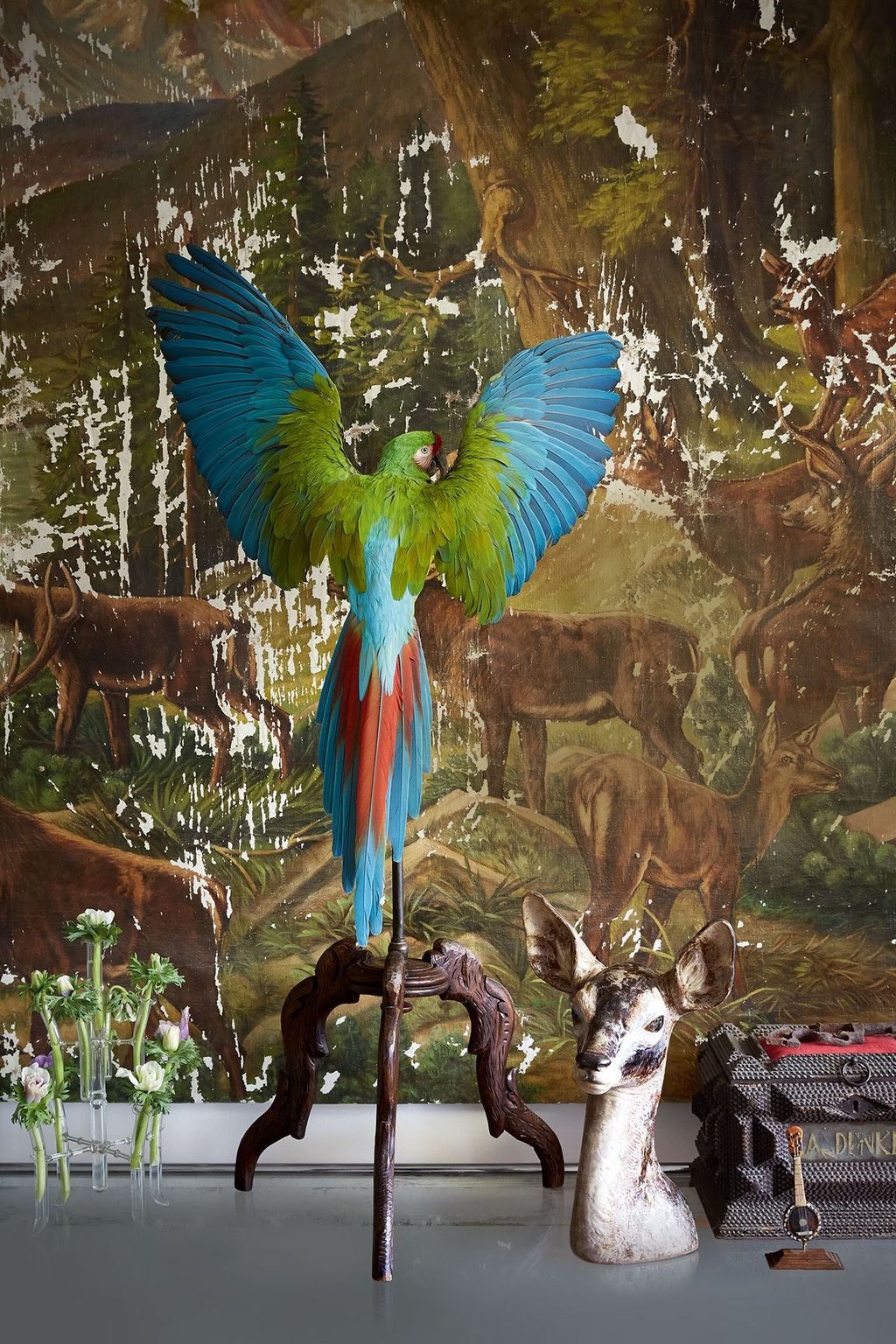 Macaw  Ferry van Tongeren | Real Homes