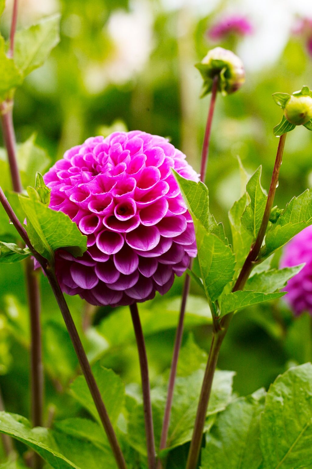 Image may contain Flower Plant Dahlia and Blossom