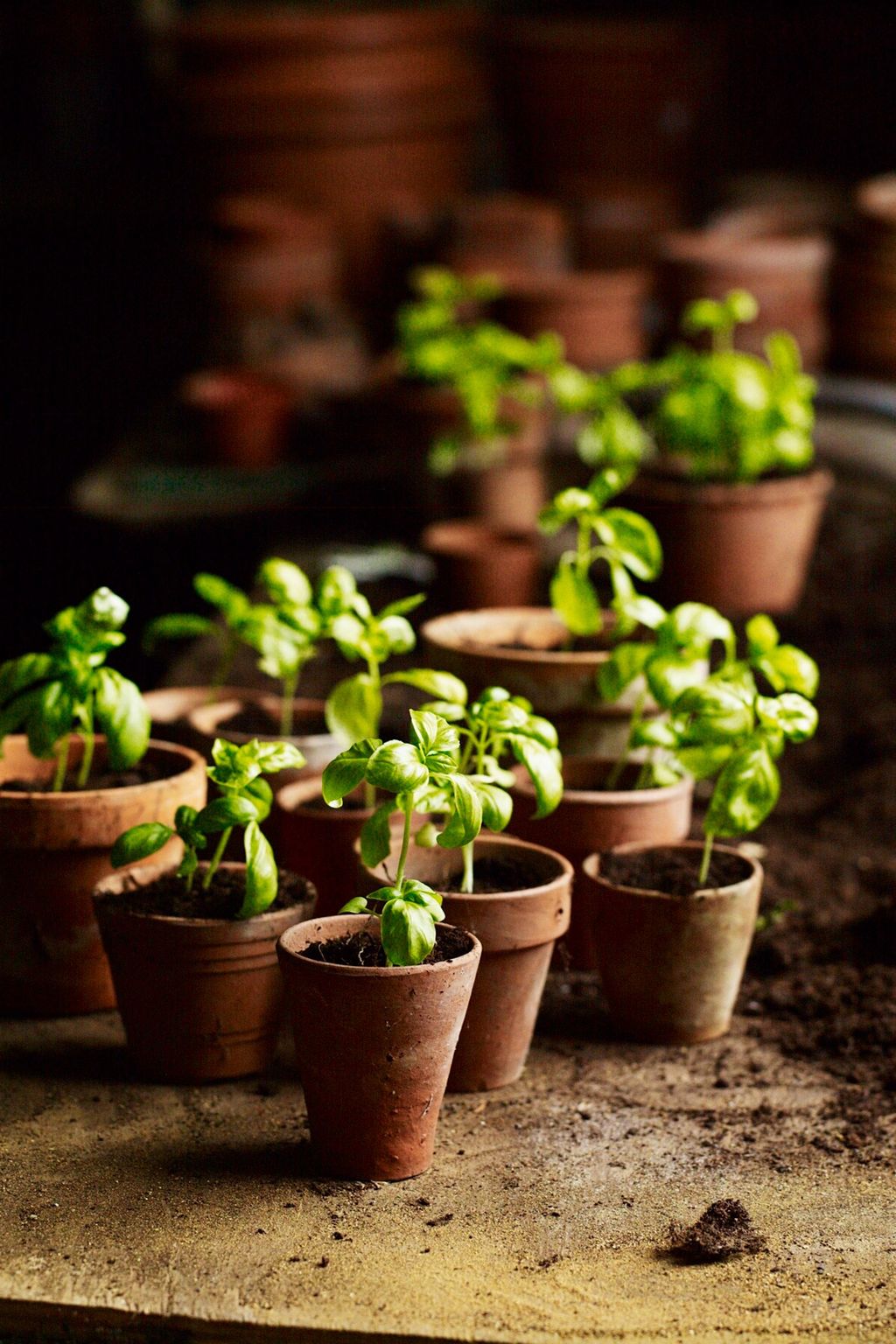 Traditional Potting Shed  An English Flower Garden | Garden Design Ideas