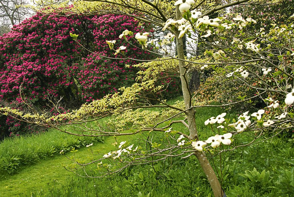 Image may contain Plant Tree Outdoors Garden Tree Trunk Arbour Animal Bird Flower and Blossom