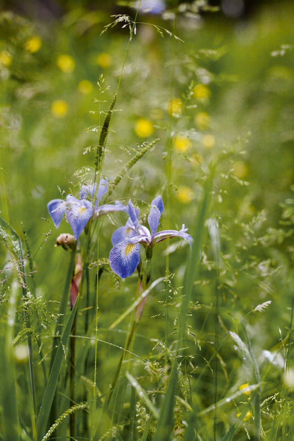 Perrys Blue | Arne Maynard's Garden