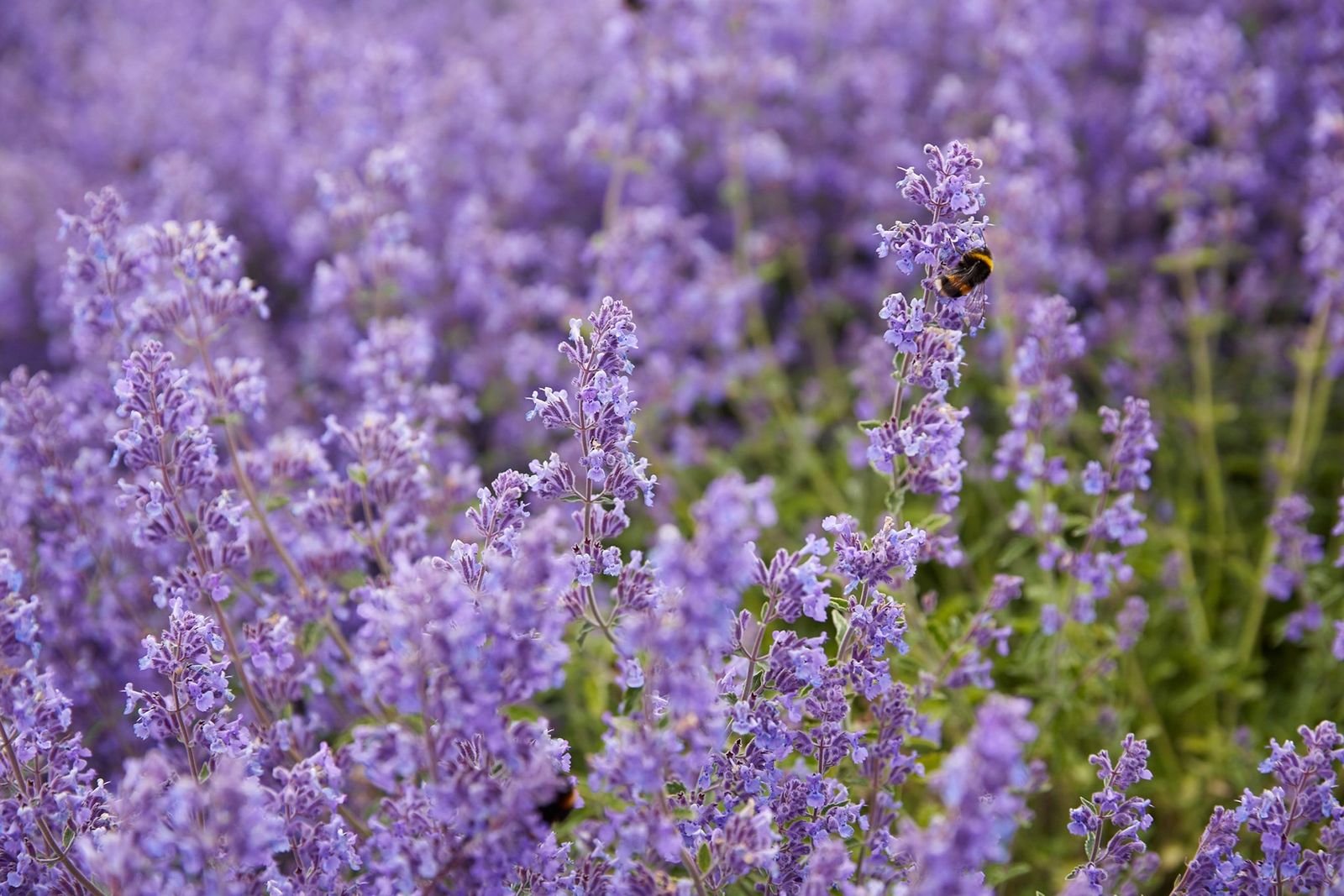 Mount Algidus Farm | Garden Ideas  Inspiration